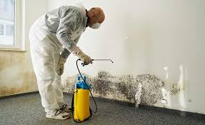 Best Basement Mold Removal  in USA